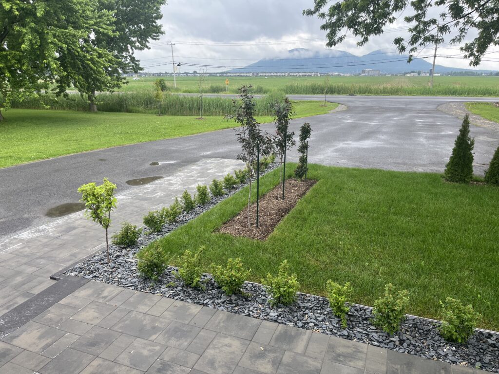 Plate bande de petites plantes dans du gravier